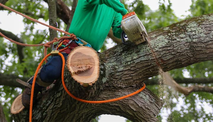 tree removal longmont co