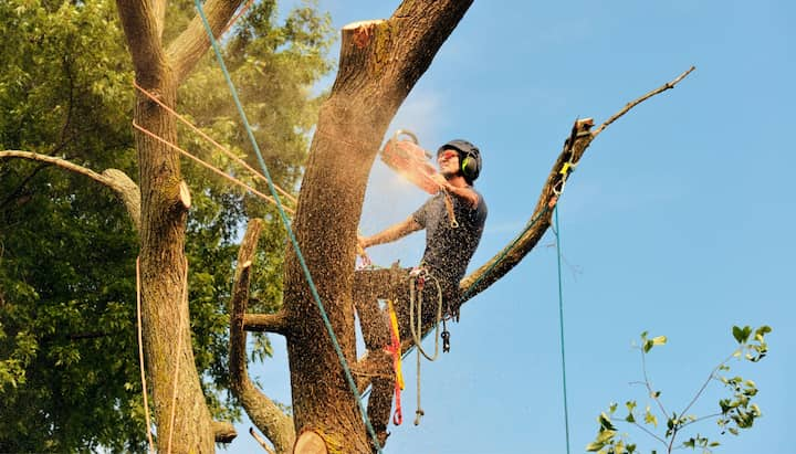 tree removal longmont co