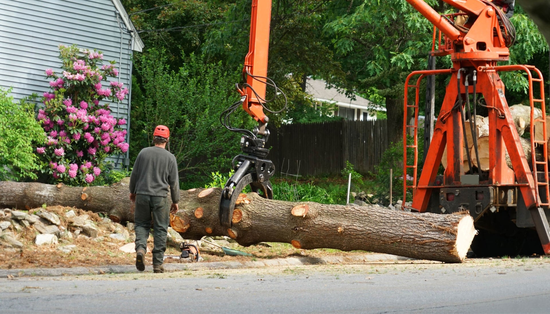 tree removal longmont