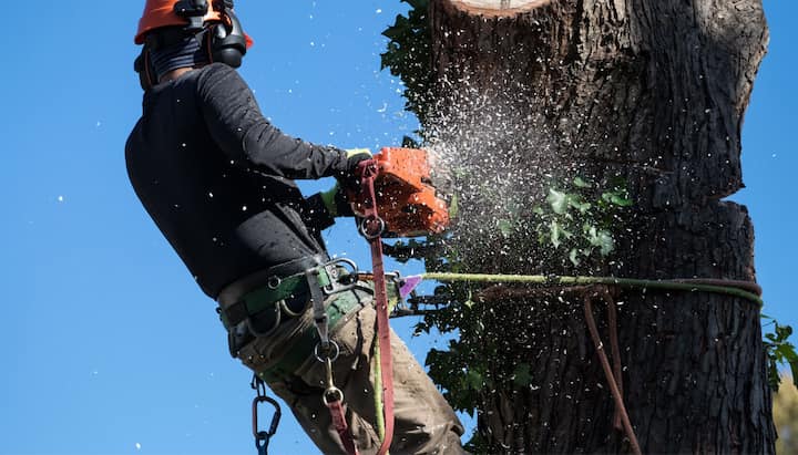 tree removal longmont